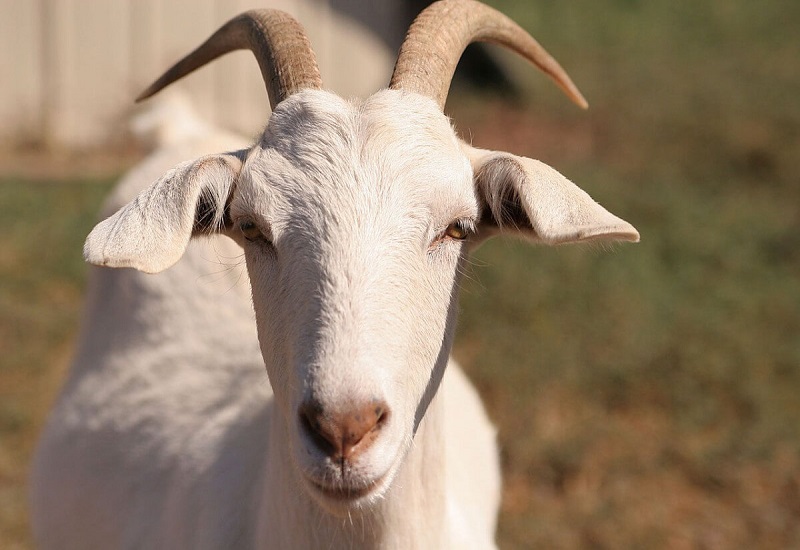Màu sắc phù hợp cho tân mùi
